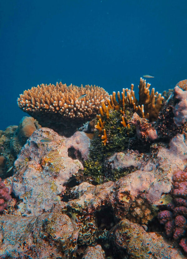 SSI Coral identification