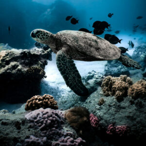 SSI Sea turtle ecology