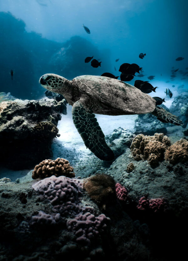 SSI Sea turtle ecology